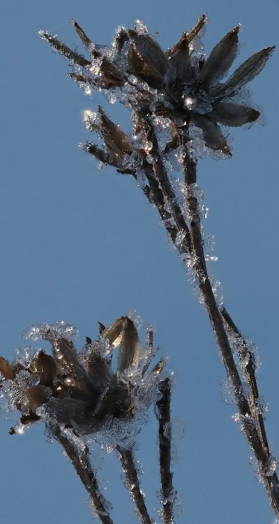Alt text: A vibrant bell pepper plant thriving in a warm climate.