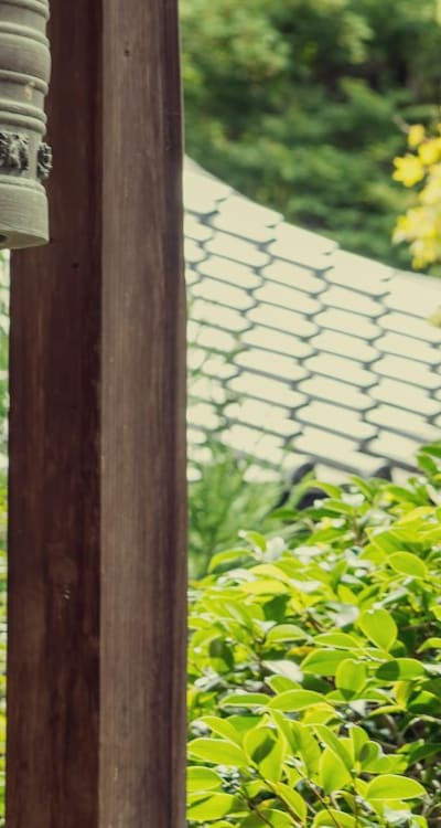 Bell peppers growing in an organic garden