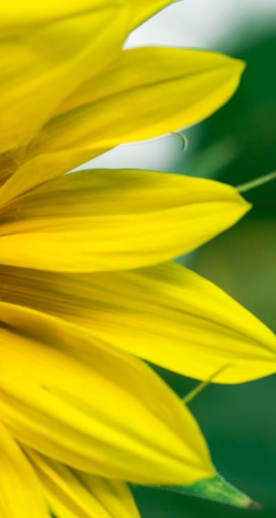 Alt text: A variety of biennial flowers in full bloom