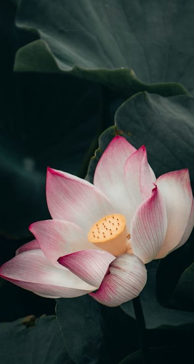 High-quality biennial flower seeds from Organic Seed Finder.