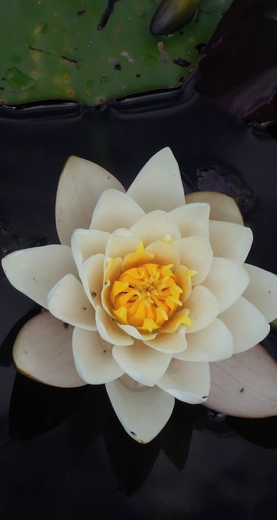 Step-by-step guide to sowing biennial flower seeds