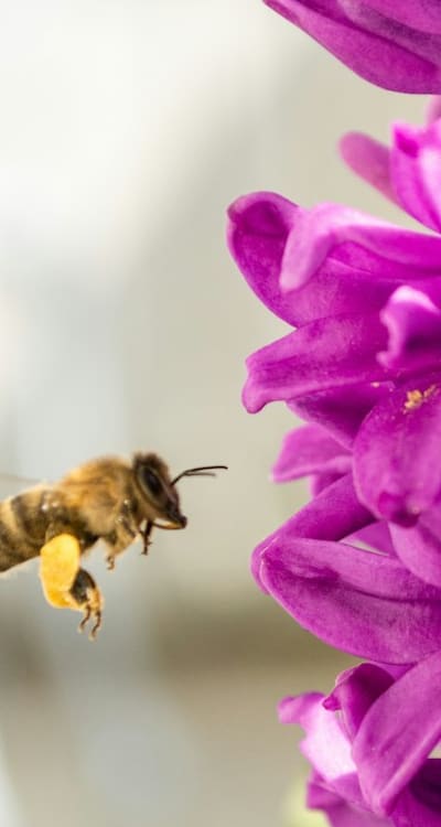 Alt text: Nectar-rich biennial flowers attract bees and provide food and shelter for wildlife.