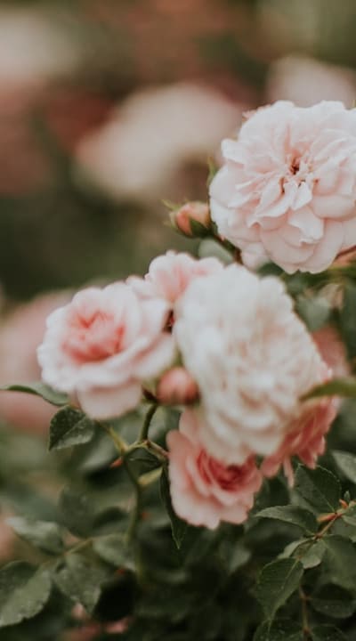 Biennial flowers attracting pollinators with vibrant colors and fragrances
