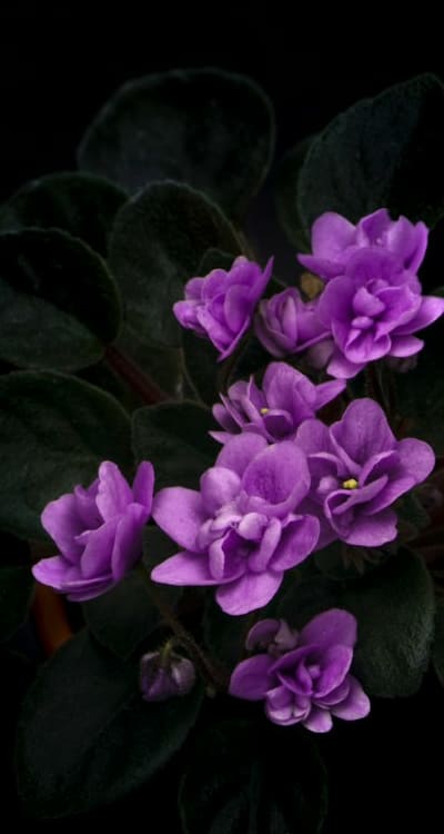 Container gardening with biennial flowers