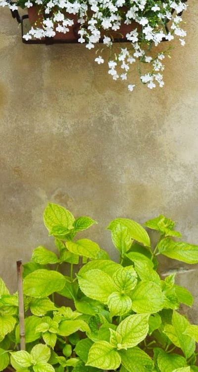 Three exceptional biennial flowers for stunning hanging baskets.