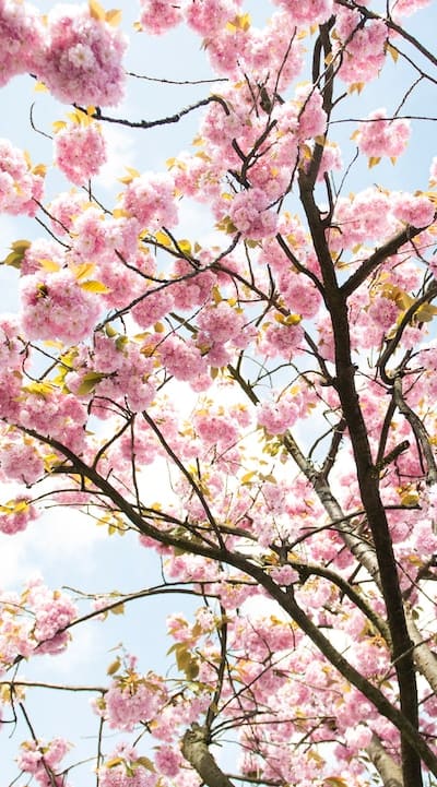 The growth and flowering process of biennial flowers.