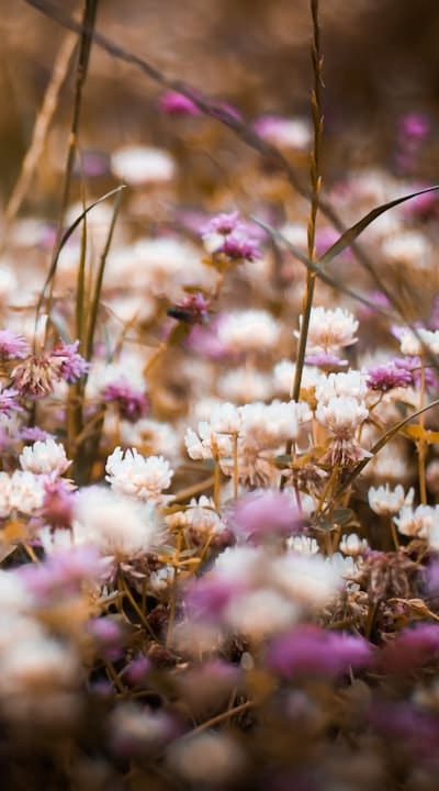 Biennial flowers are low maintenance and hardy.