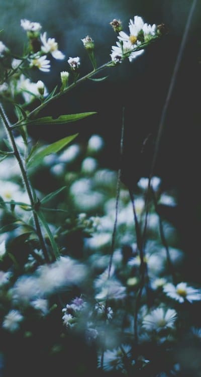 Designing a sustainable garden with biennial flowers