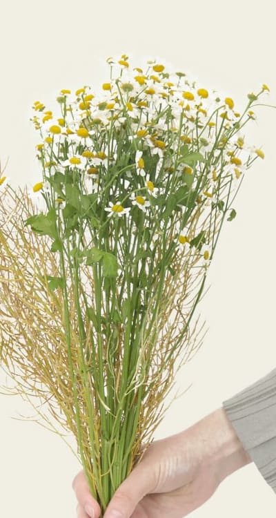 Proper watering and maintenance of biennial flowers.