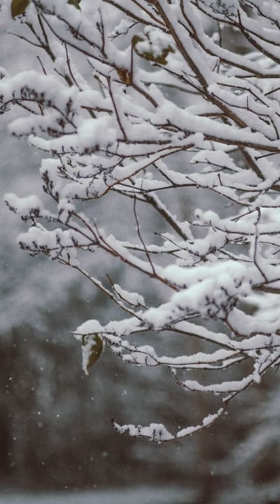 Pruning dead or diseased branches for healthier climbers