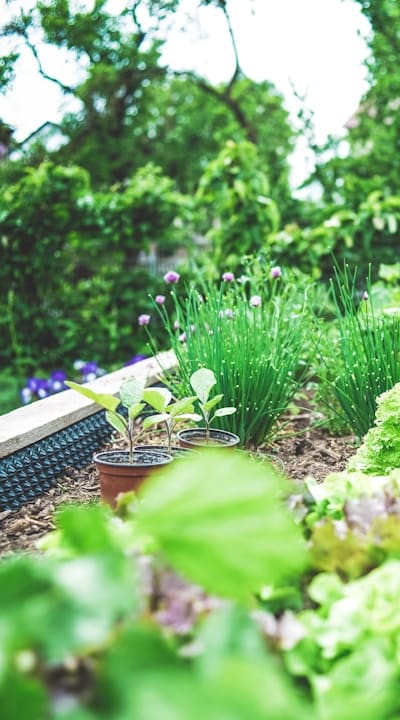 Alt text: A beautiful arrangement of bulb flowers