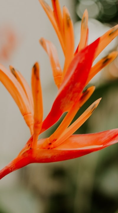 Healthy and vibrant bulbs ensure successful allium growth.