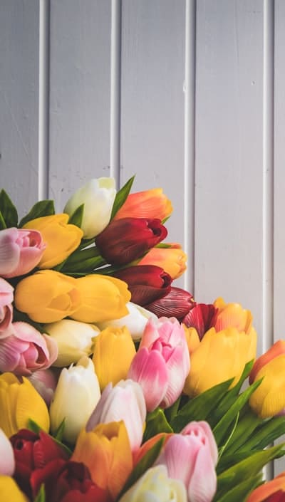 Cannas bulbs for successful growth and vibrant blooms.