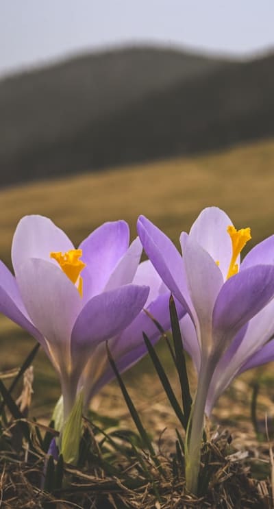 Create a stunning progression of blooms in your garden.