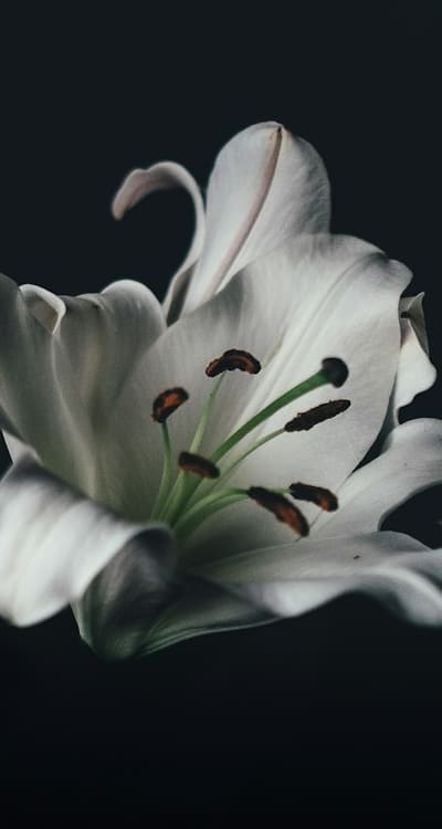 Dividing and propagating bulbs for healthier plants