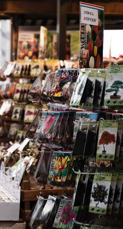 Tips for Growing Healthy Flower Bulbs