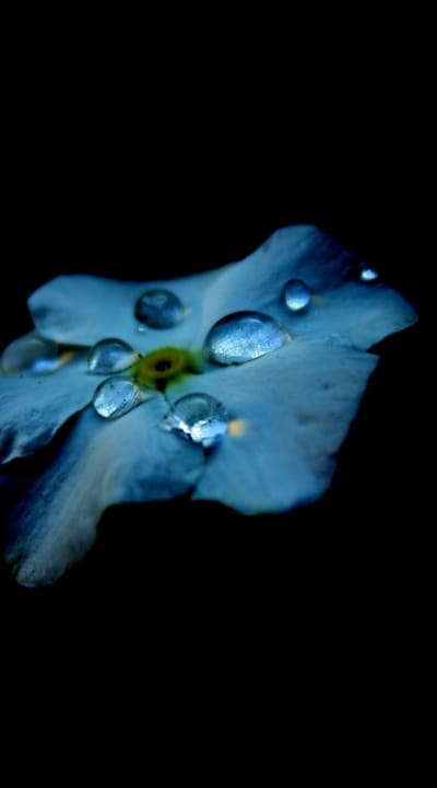 Prevent and address common issues in organic flower gardening.