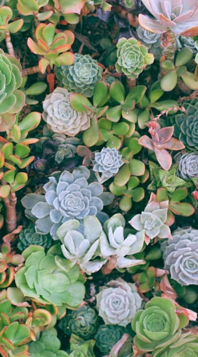 Colorful bulbs bring life to your indoor garden.