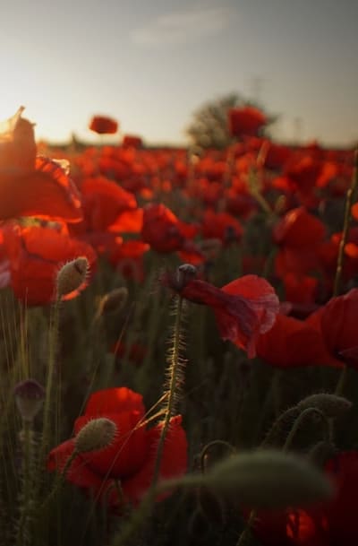Colorful summer flowers in a garden
