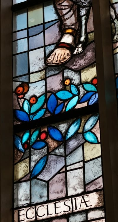 Healthy bulbs with no signs of damage or sprouting.