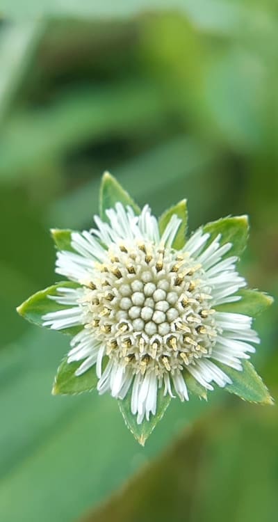 Healthy freesia bulbs for successful flower growth.