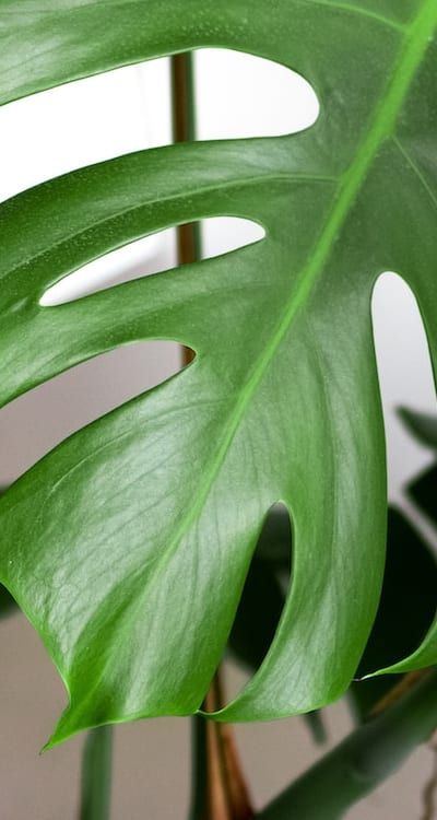 Proper depth and spacing for planting bulbs.