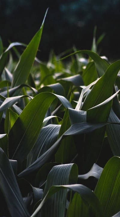 Bulbs of different sizes for establishing new plantings.