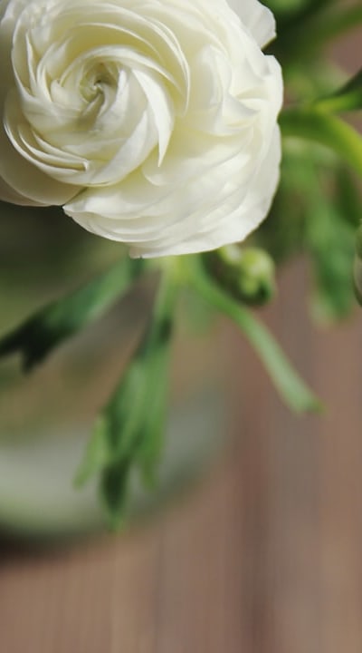 Alt text: Harvested ranunculus bulbs ready for planting next season.