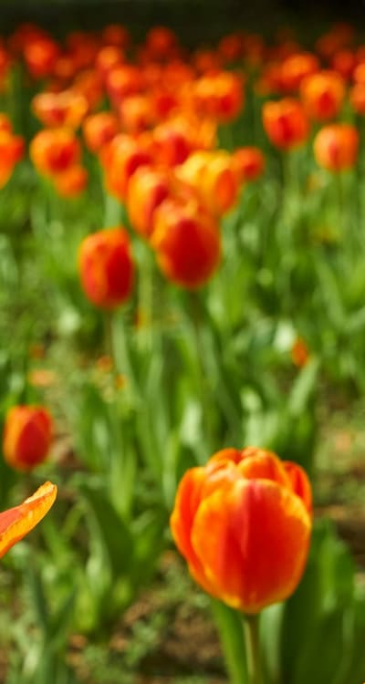 Knowing the planting depths for different bulb types