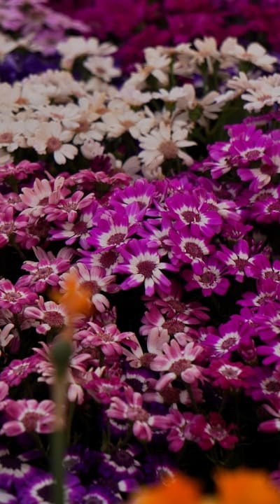 Flowering bulbs offer a burst of color throughout the year.