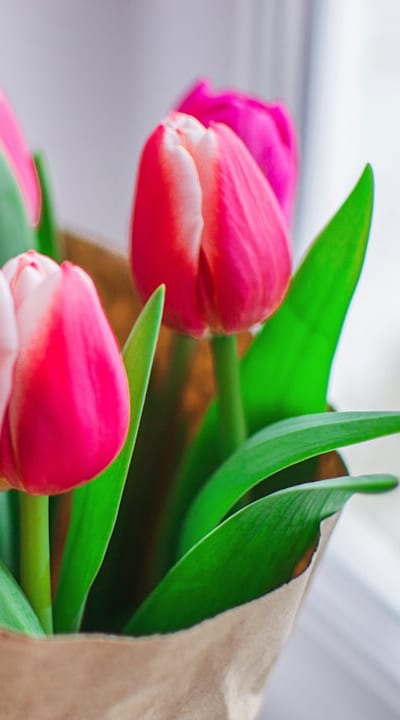 Growing tulips from bulbs: Tips for successful growth