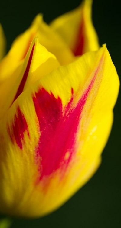 Bulbs being planted at the correct depth.