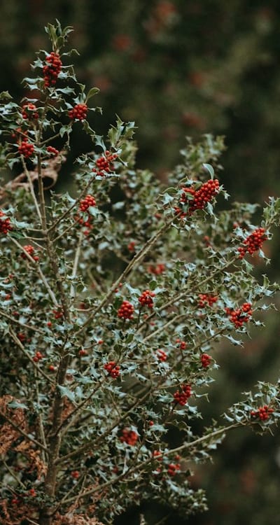 Planting bush beans from seed - a beginners guide.