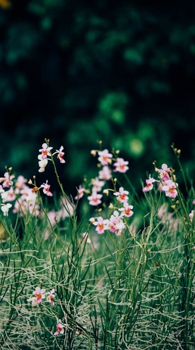 Protecting bush beans from pests is essential.