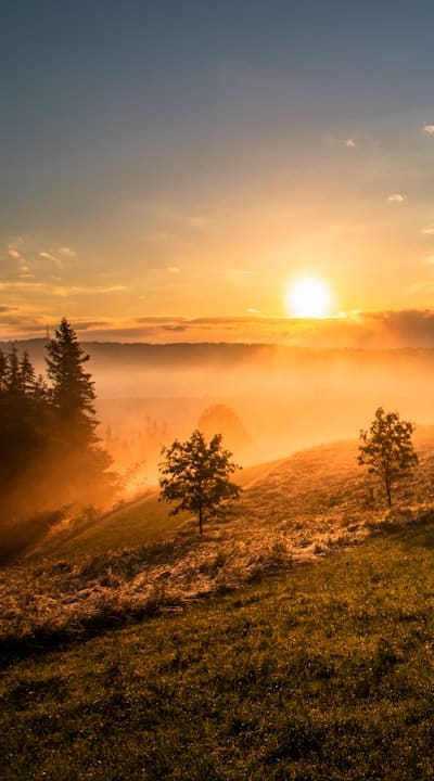 Organic cottage garden filled with vibrant flowers.