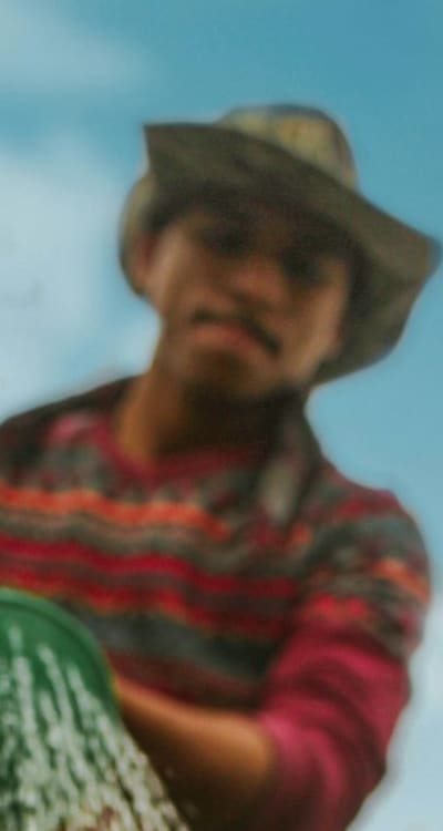 A person watering a cluster of caladium plants.
