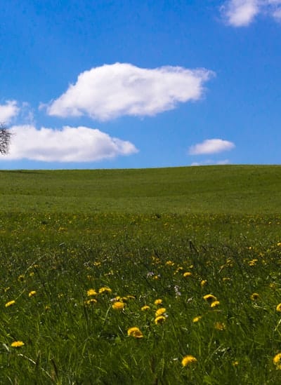 Alt text: Mixing wildflower seeds with a carrier for even distribution.
