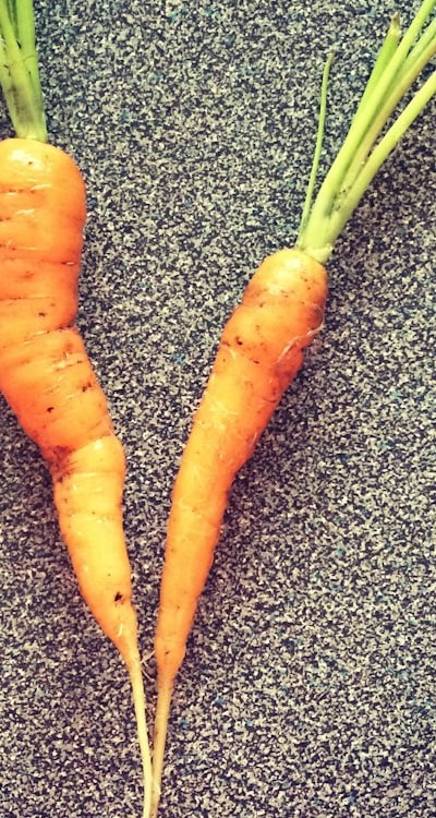 Diverse dicot seeds help promote biodiversity and sustainability.