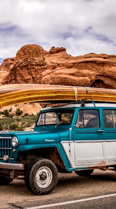 Healthy carrot seedlings growing in a garden