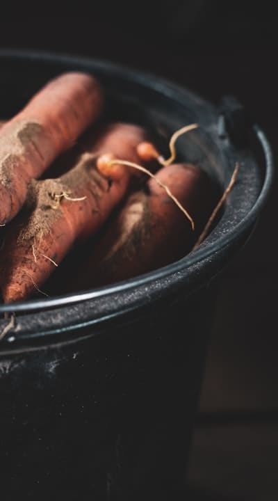Thinning carrot seedlings to promote healthy growth.