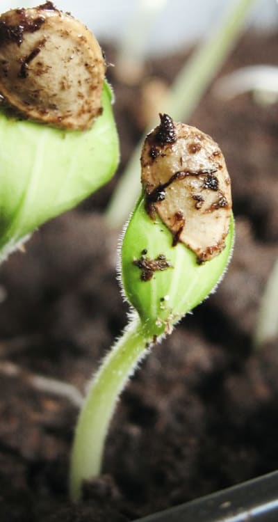 A close-up of carrot seeds being sown in soil.