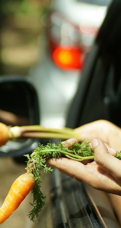 High-quality carrot seeds for a thriving organic garden