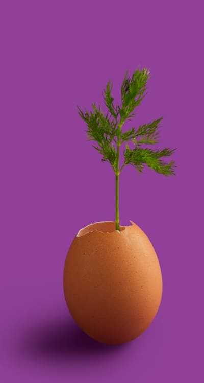 Moisture, Soil, Seeds