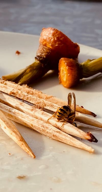 Pests and diseases protection for carrots in your garden.