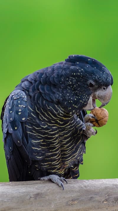 Overcoming common problems when growing carrots from seed.