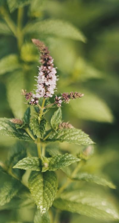 Alt text: A caterpillar eating a herb seedling.