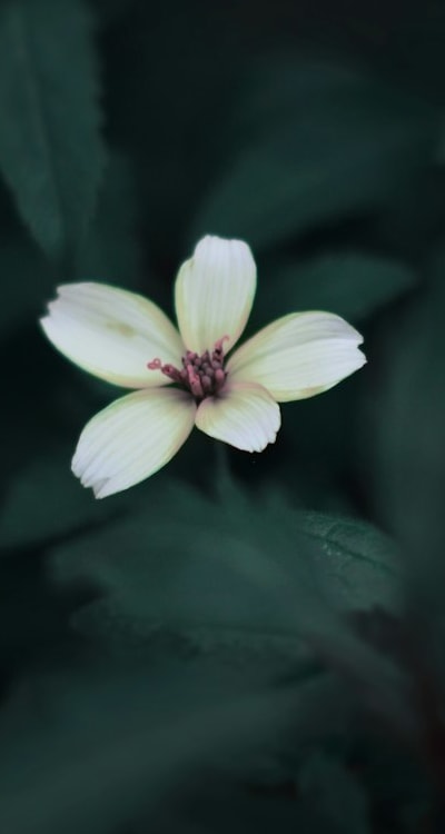 Consider your climate when choosing cut flower seeds.