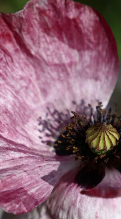 Successful cultivation of climbers from seeds