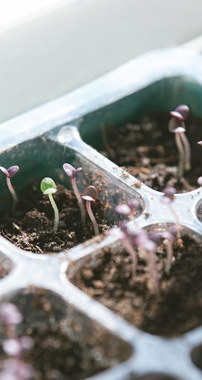 Guide to growing climbers from seeds for organic gardeners.