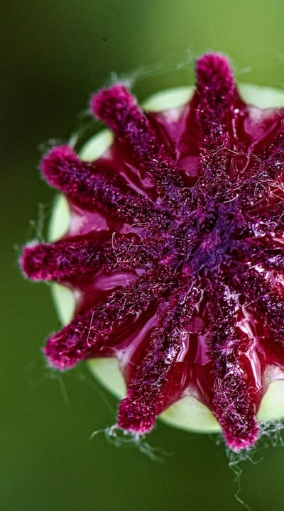 Watering climbers seeds for optimal growth and health